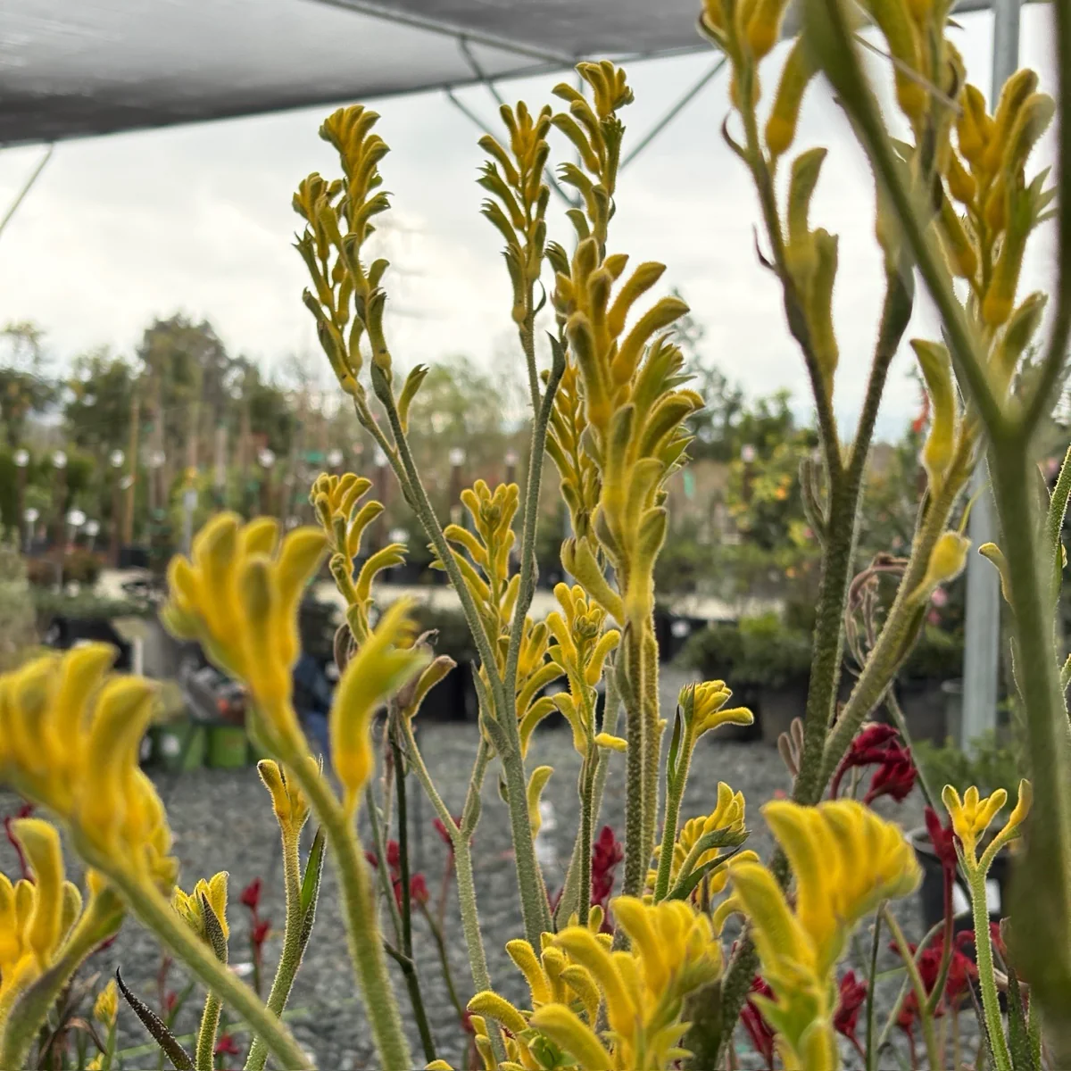 Bush Gold Kangaroo Paw - Image 3