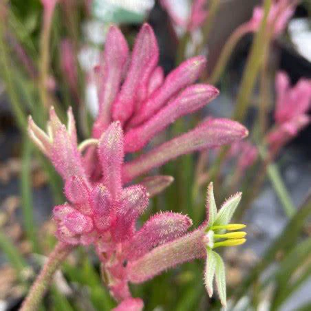Bush Princess Kangaroo Paw - Image 1