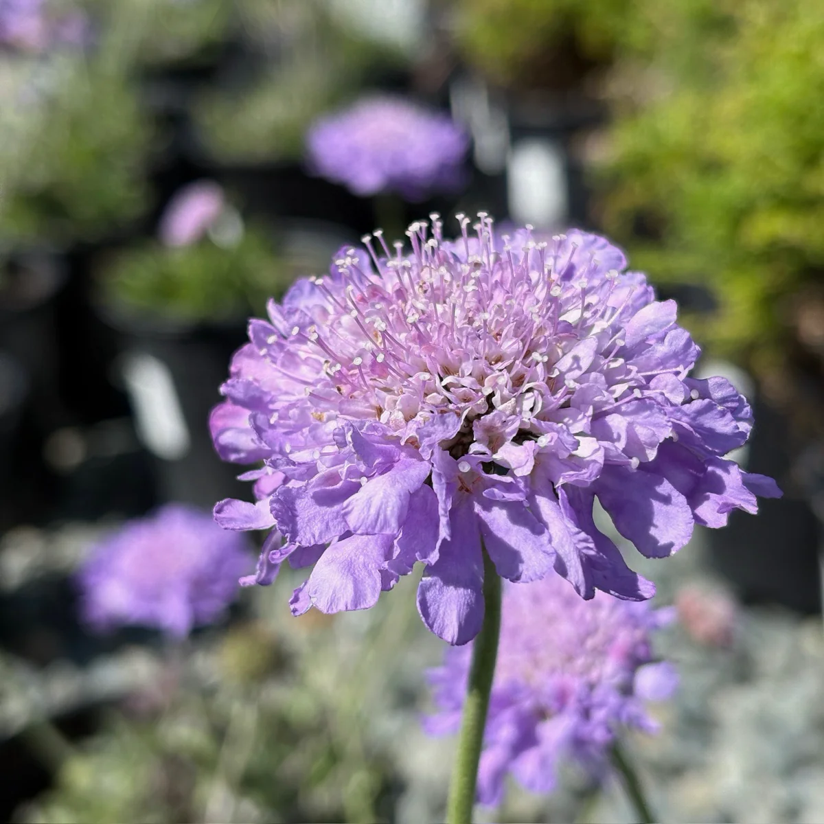 Butterfly Blue Pincushion Flower - Image 1