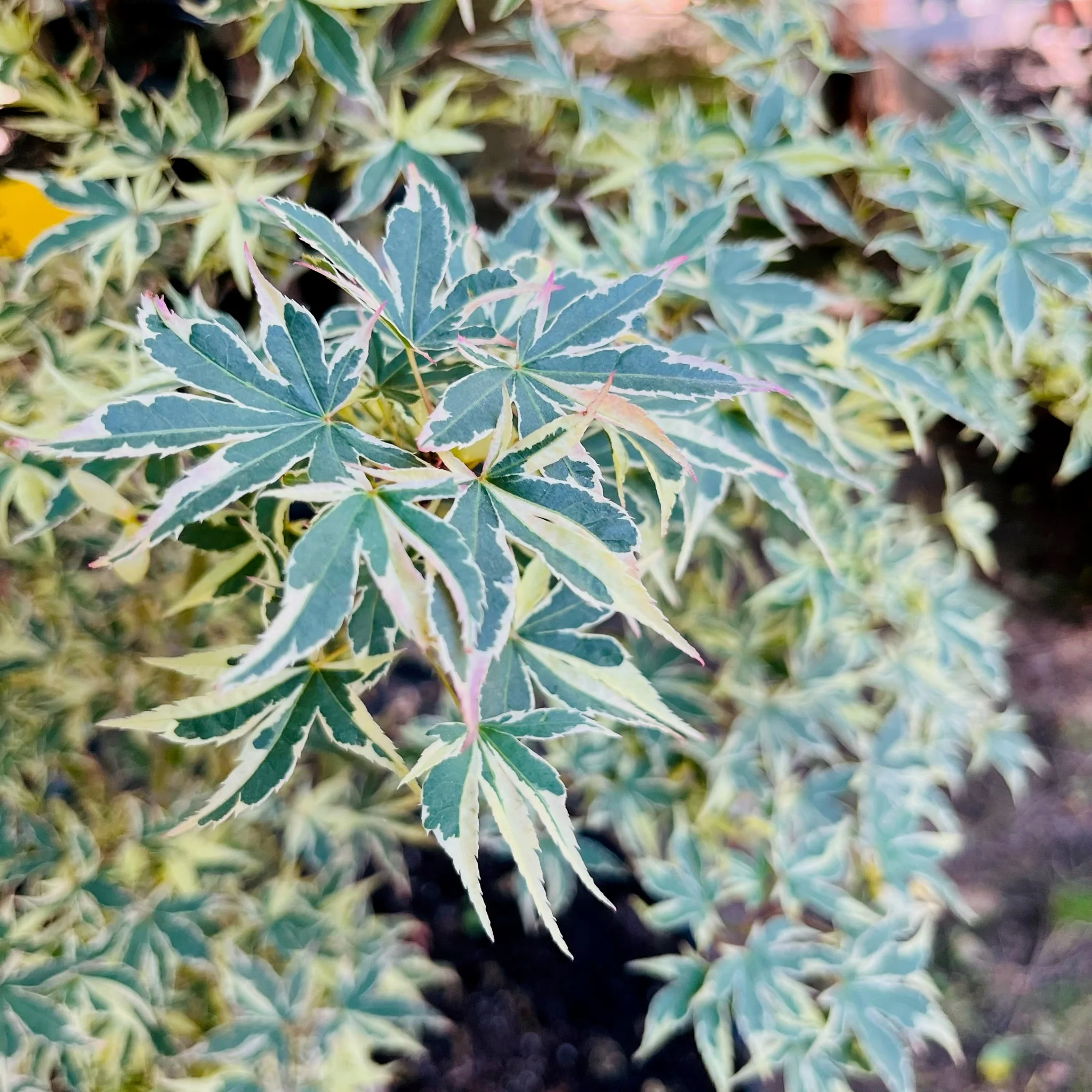 Butterfly Japanese Maple - Image 1