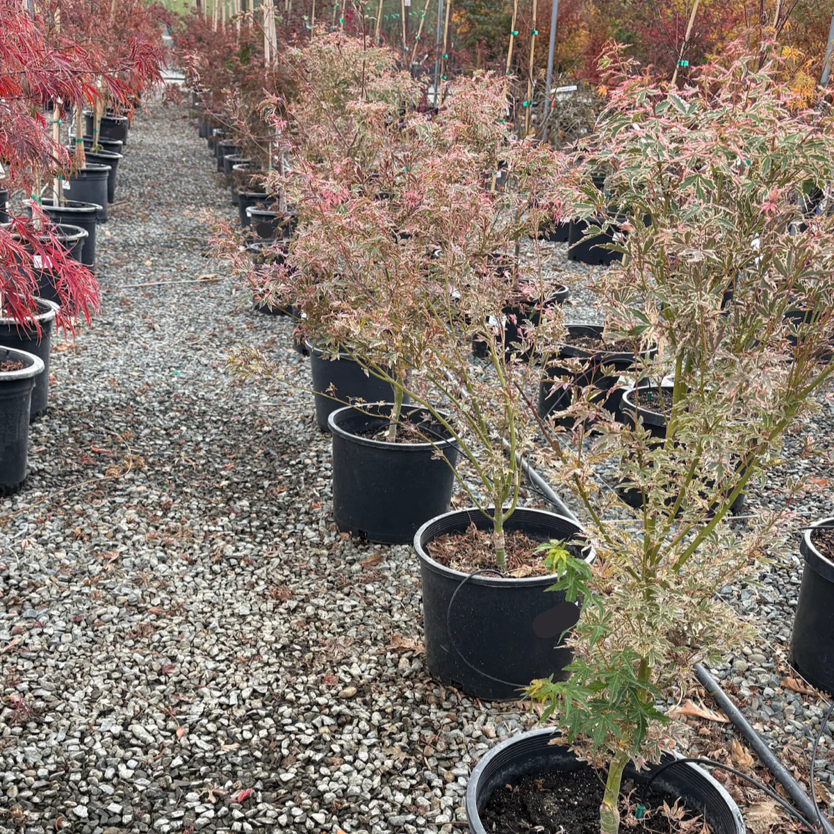 Butterfly Japanese Maple - Image 3