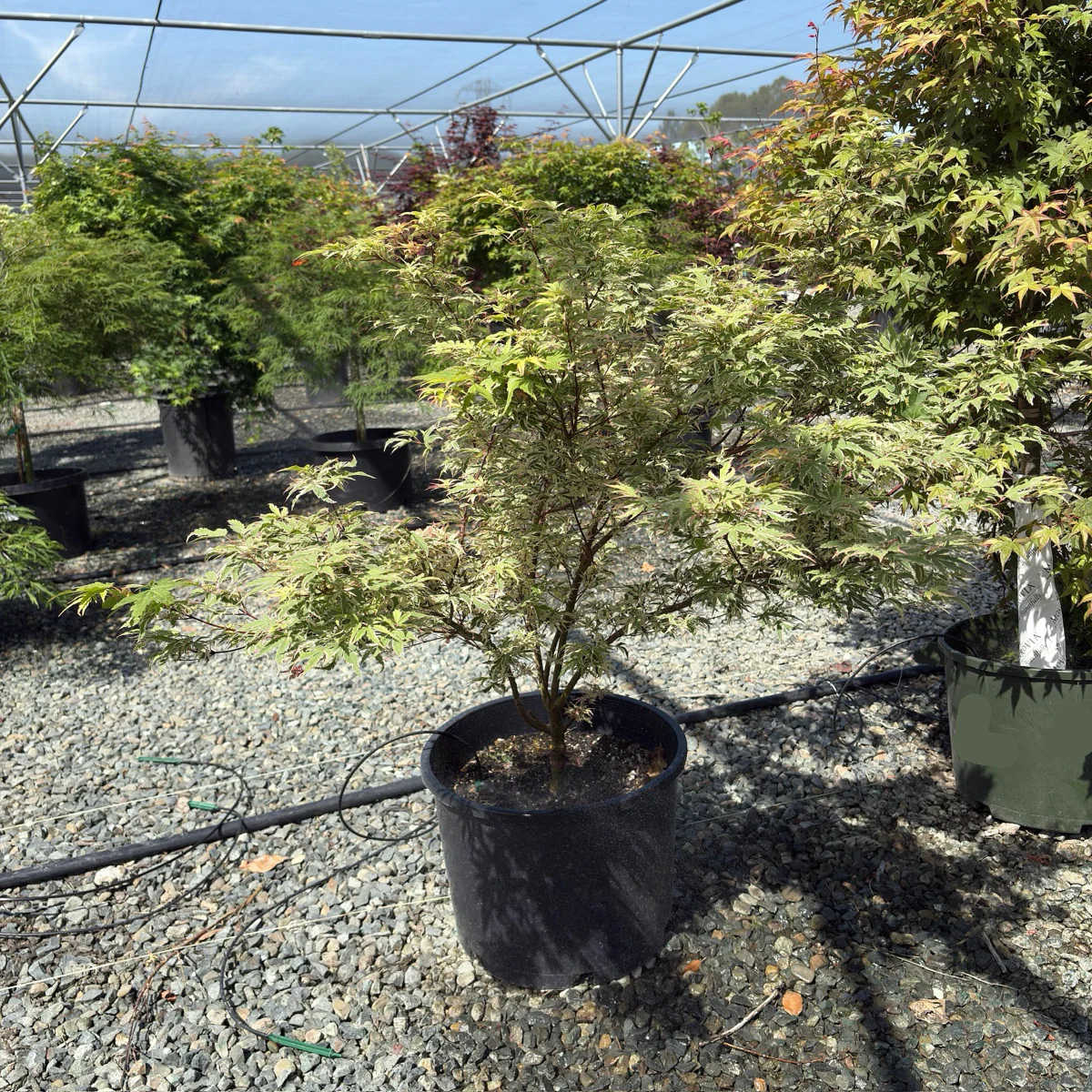 Butterfly Japanese Maple - Image 2