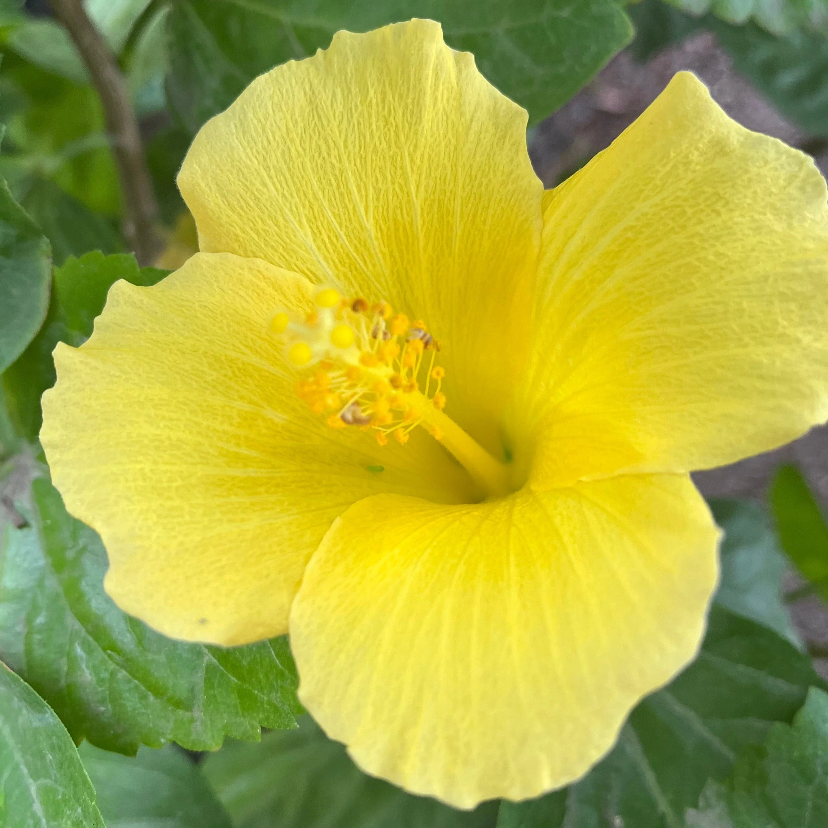 Butterfly Tropical Hibiscus - Image 1