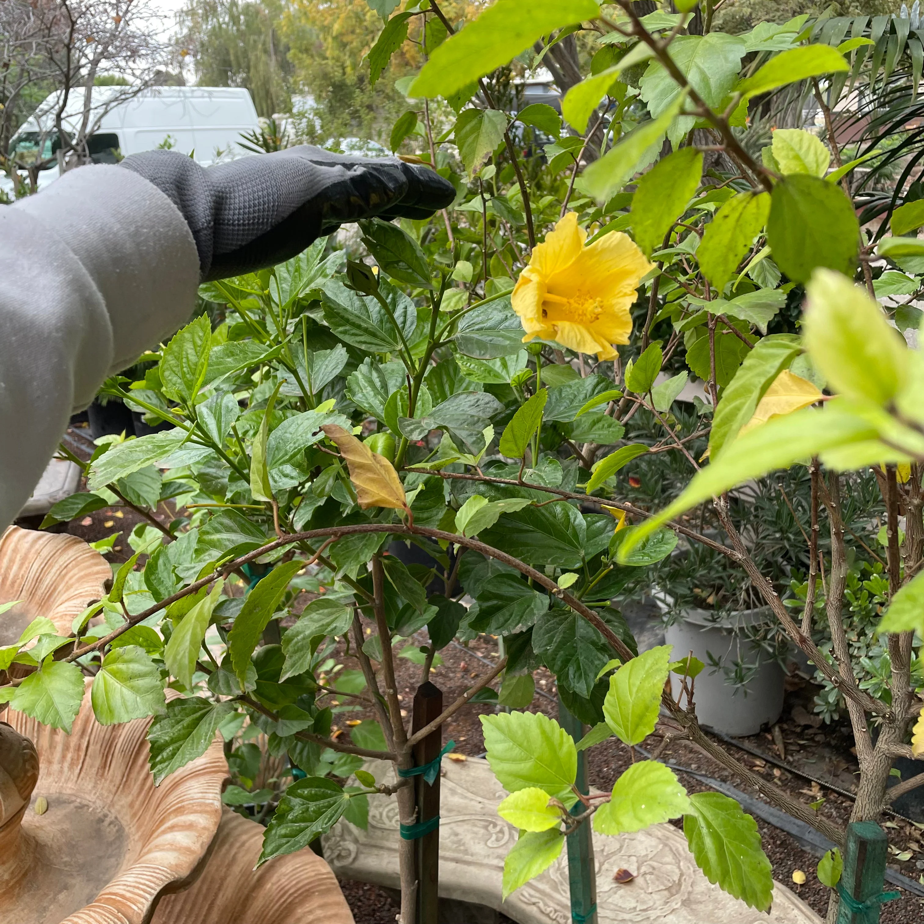 Butterfly Tropical Hibiscus - Image 3
