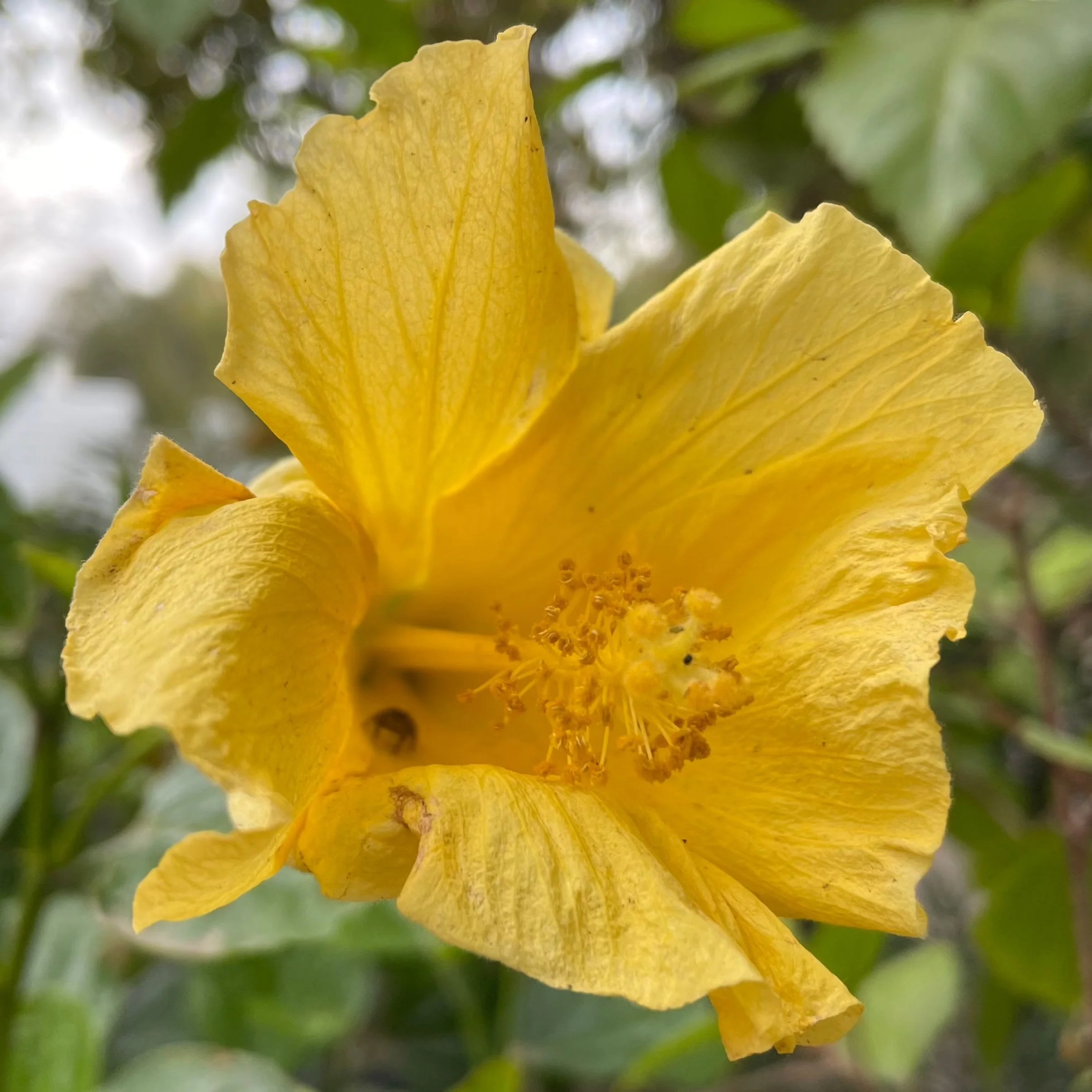 Butterfly Tropical Hibiscus - Image 2