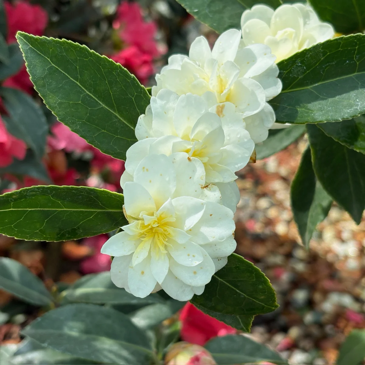 Buttermint Camellia - Image 2