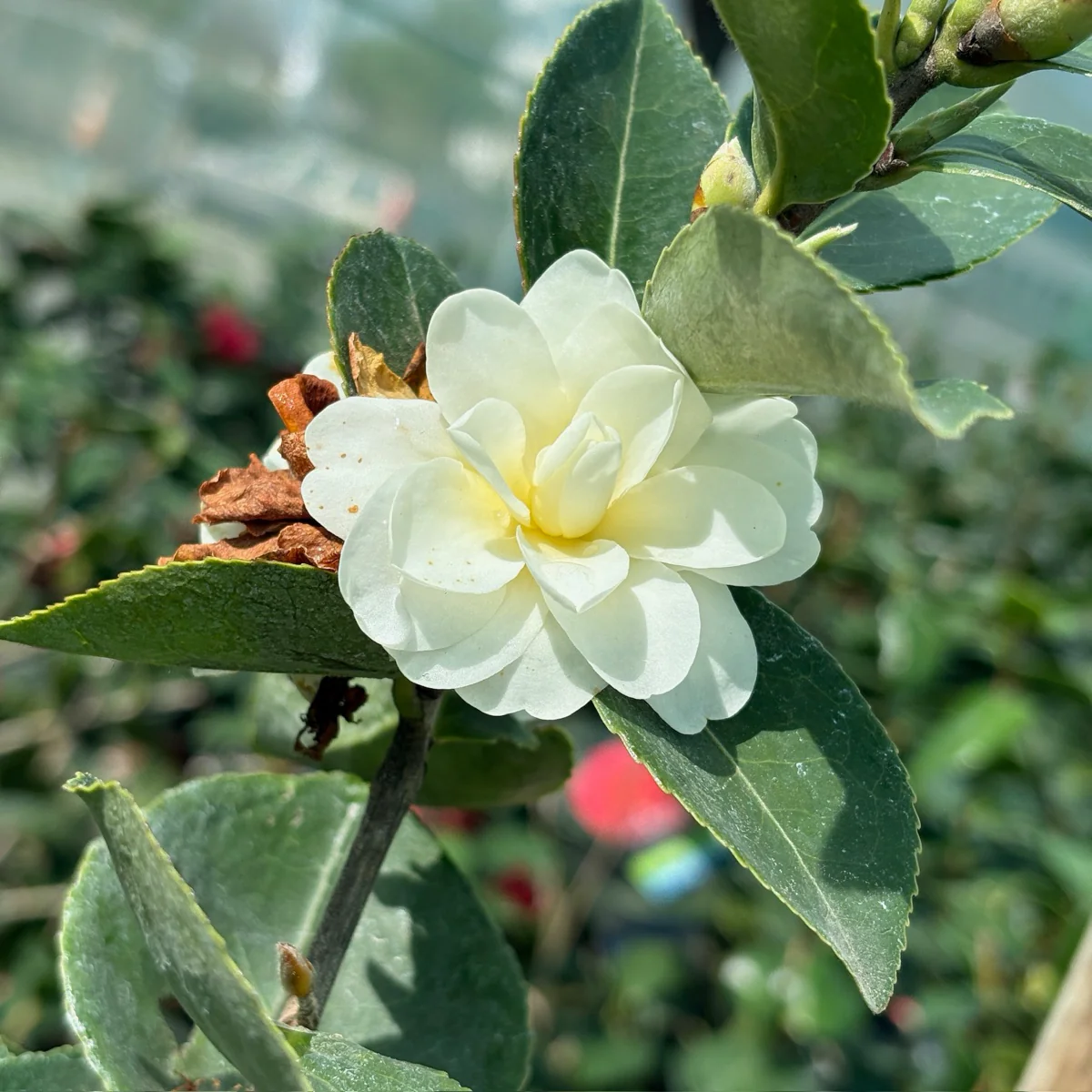 Buttermint Camellia - Image 3