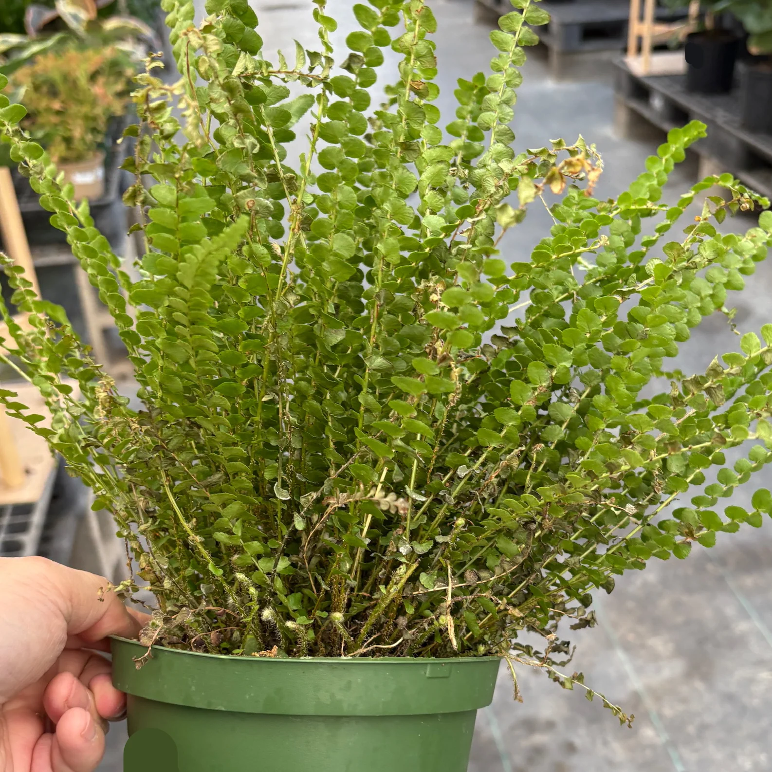 Lemon Button Fern - Image 2