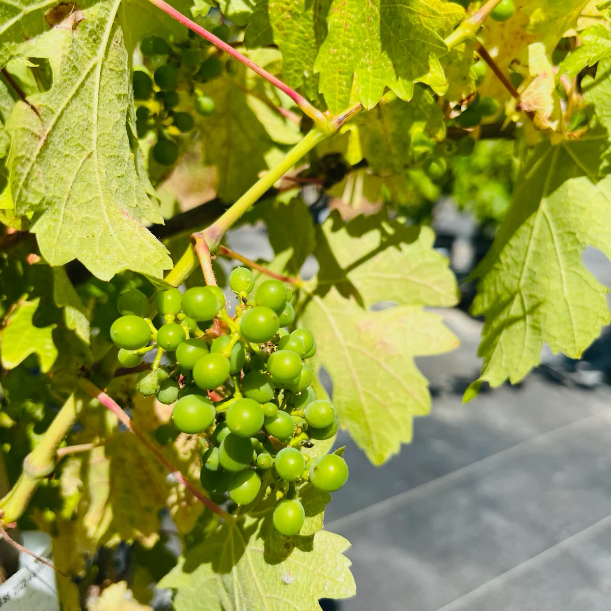 Cabernet Sauvignon Wine Grape - Image 1