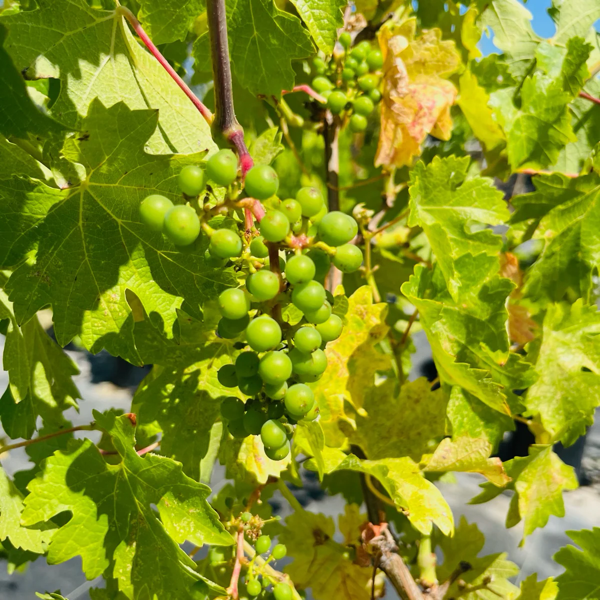 Cabernet Sauvignon Wine Grape - Image 2