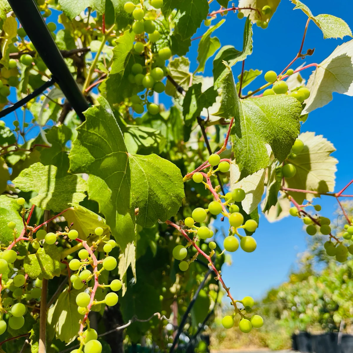 Cabernet Sauvignon Wine Grape - Image 3