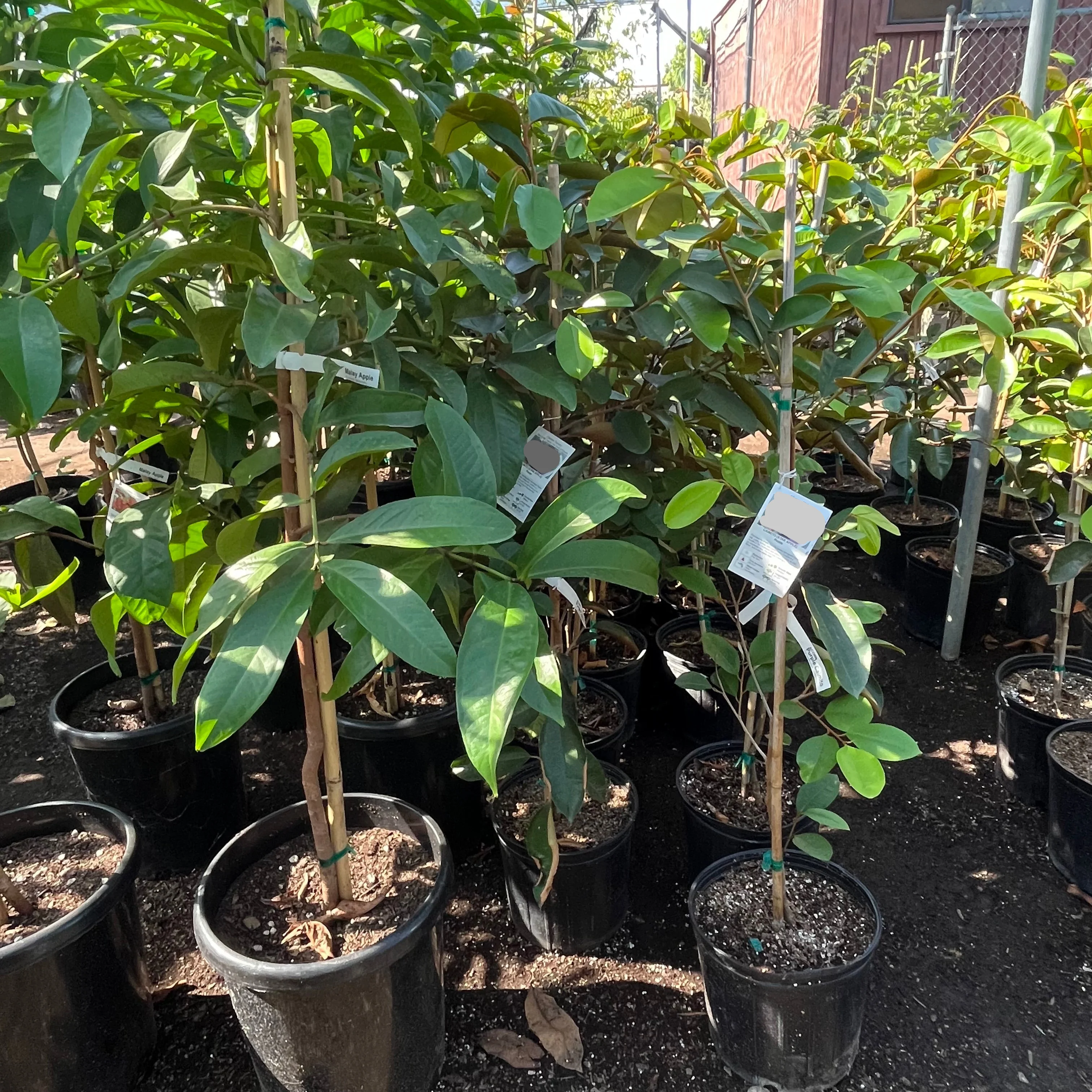 Caimito/ Star Apple - Image 1