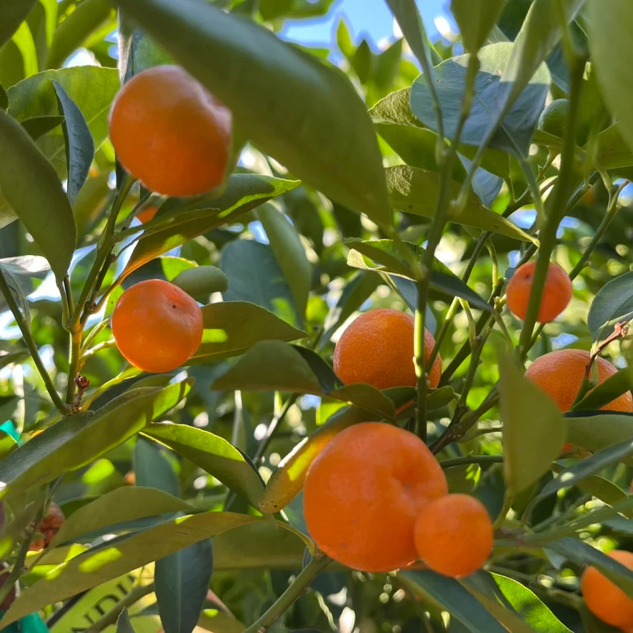Calamondin - Image 2