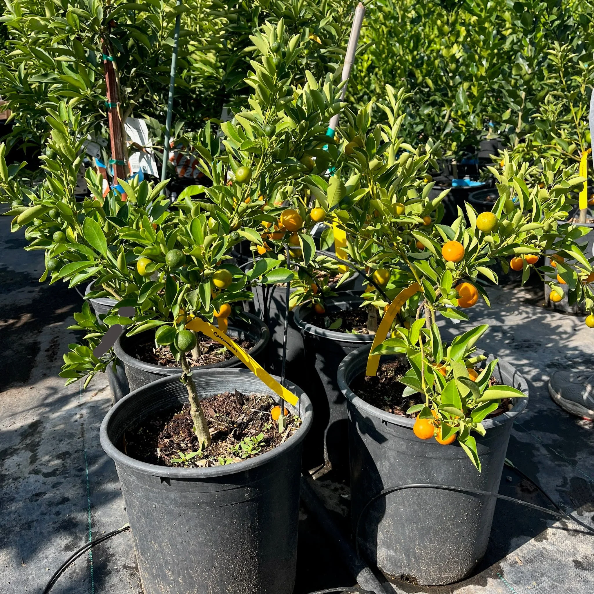 Calamondin - Image 3