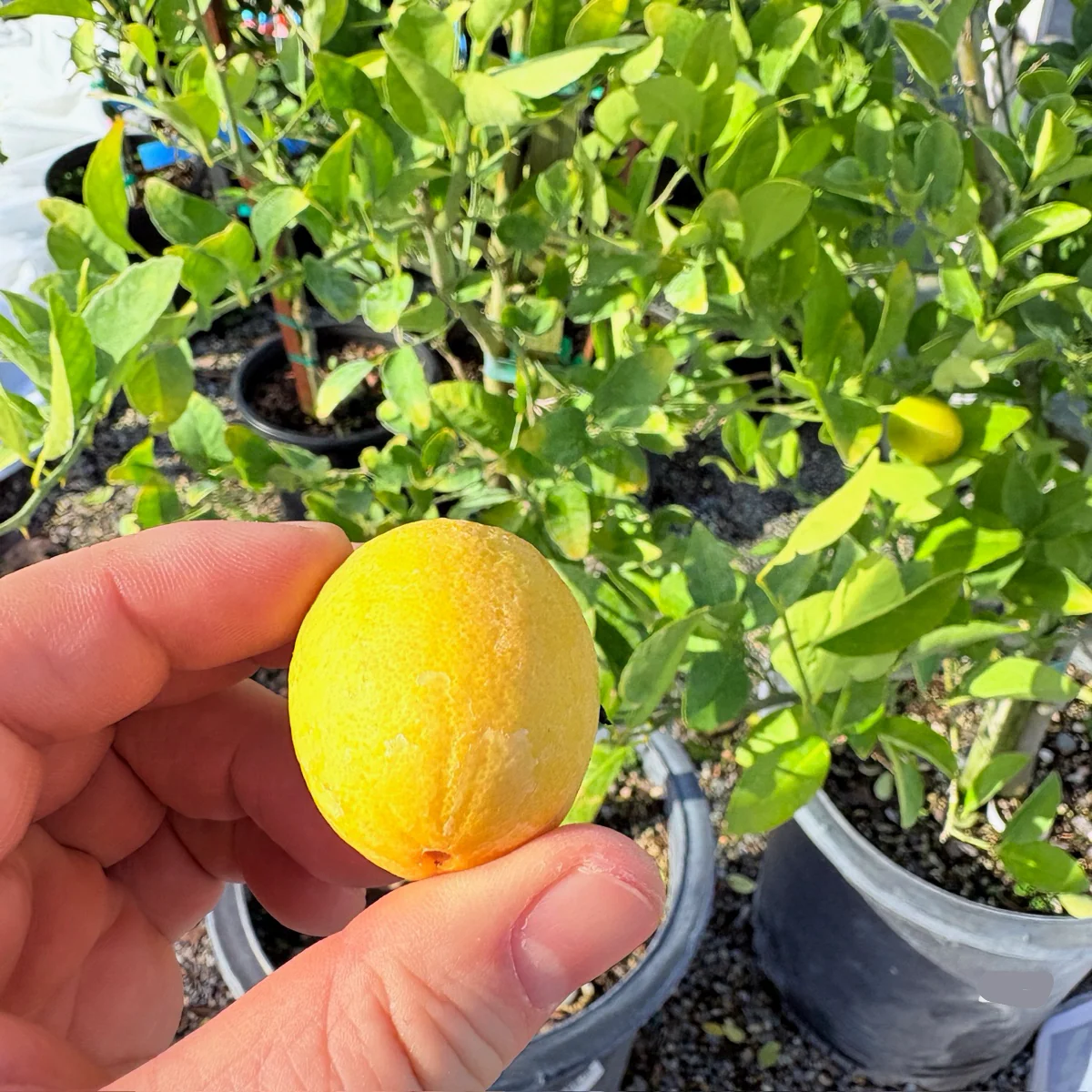 Calamondin - Image 1