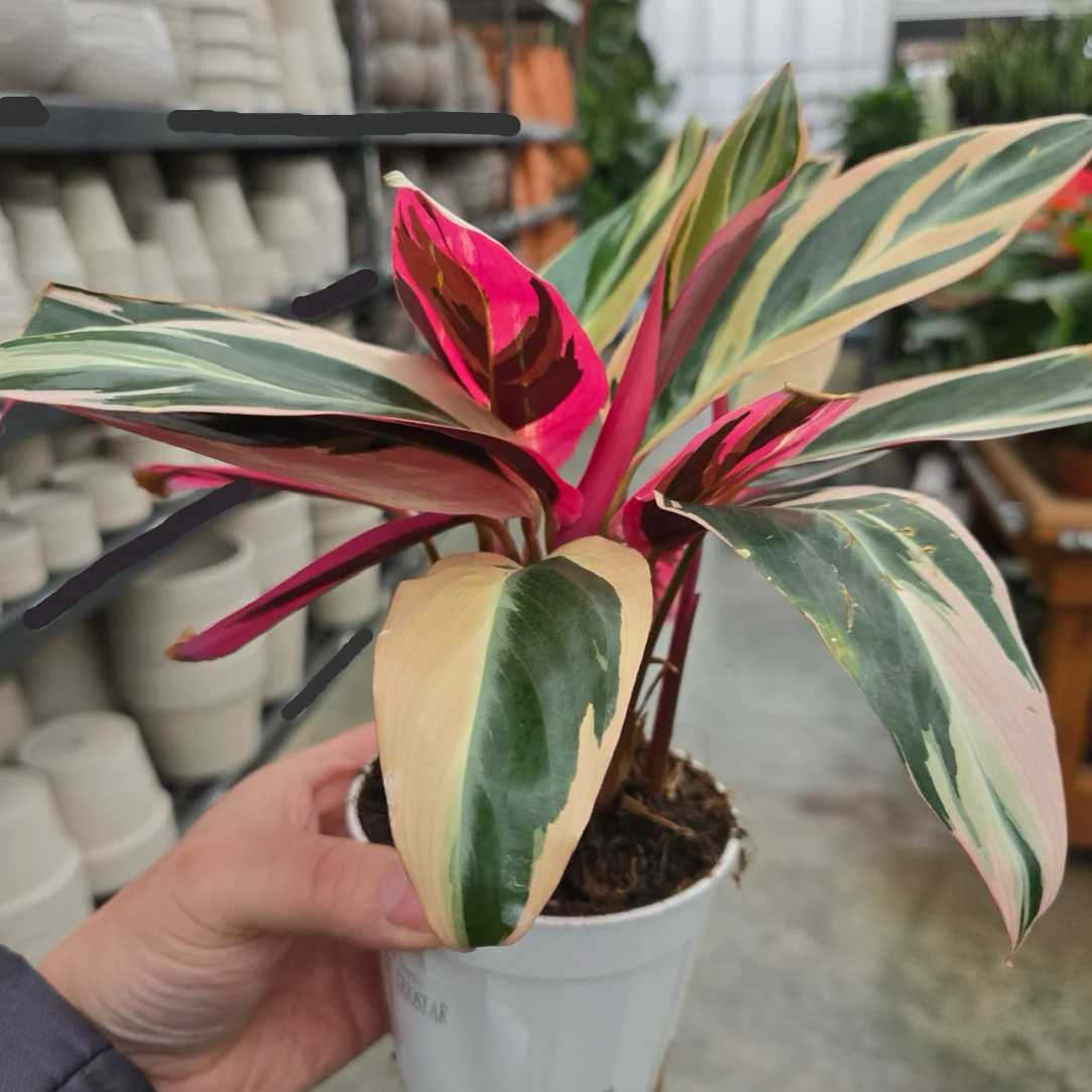 Calathea Triostar - Image 2