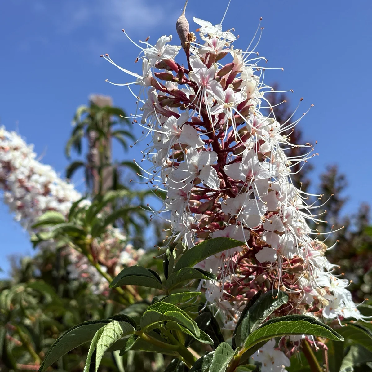 California Horse Chestnut - Image 1