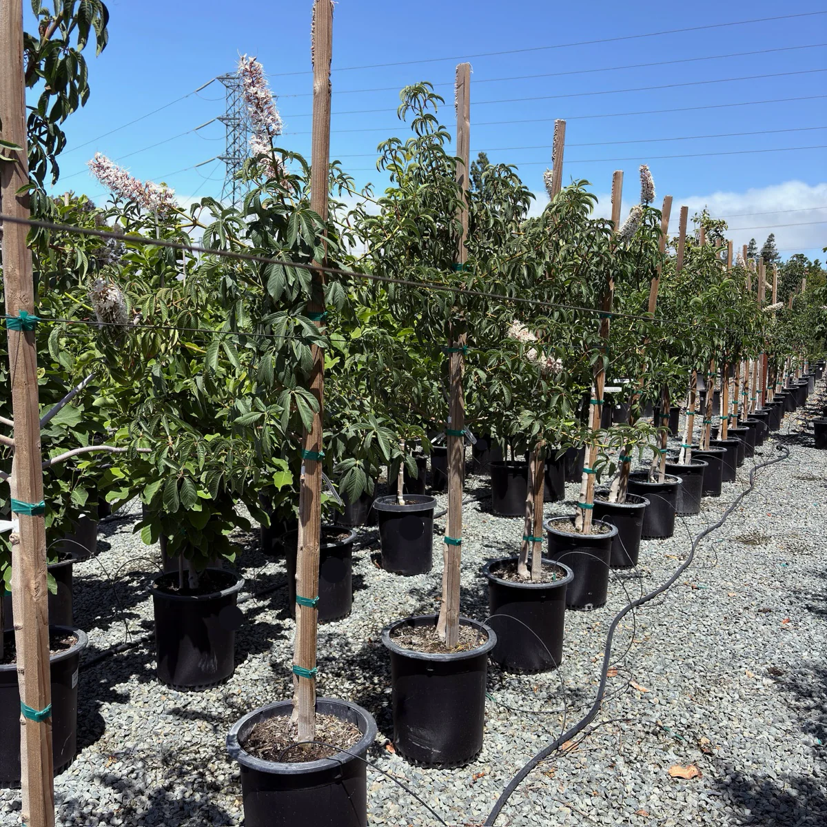 California Horse Chestnut - Image 2