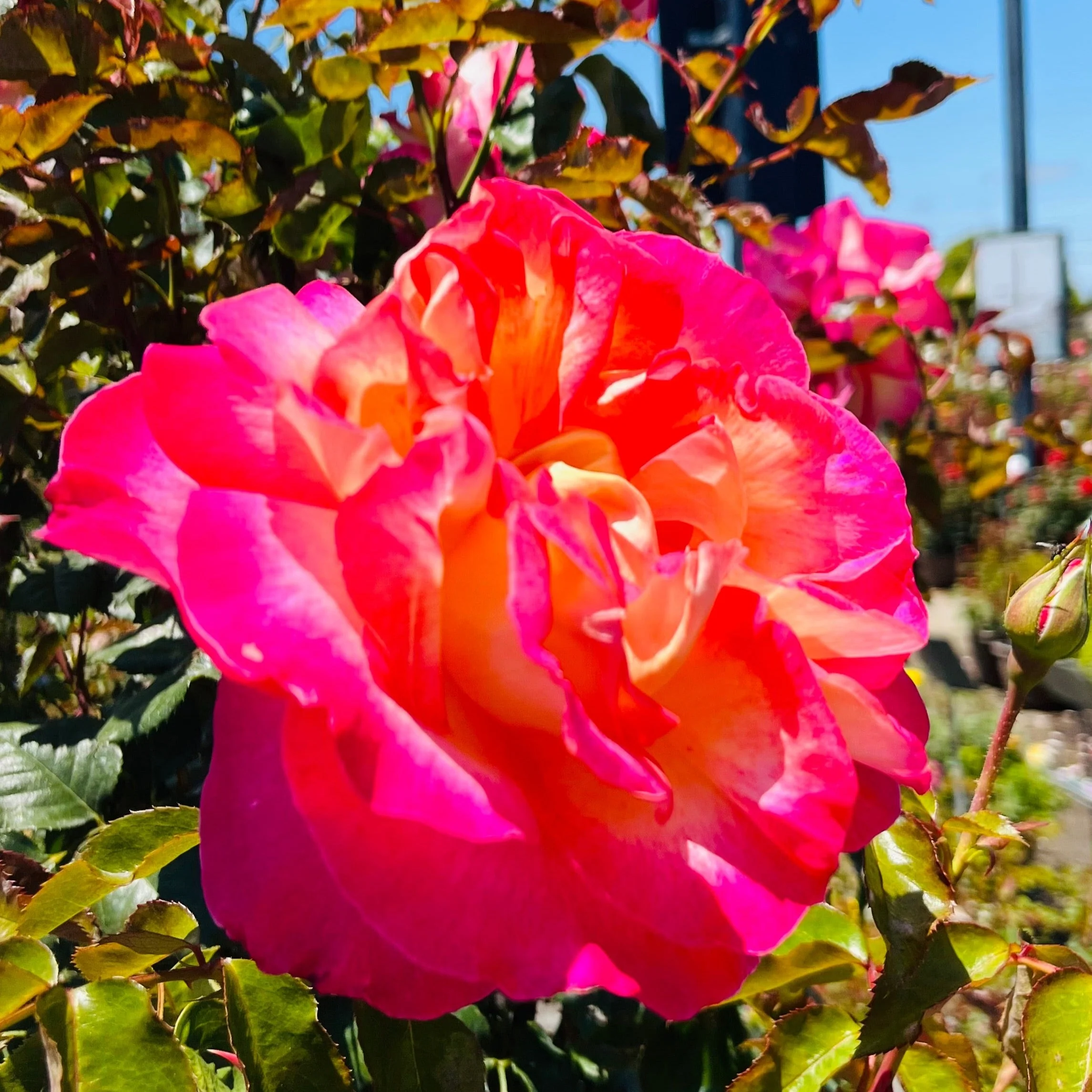 California Dreamin Hybrid Tea Rose