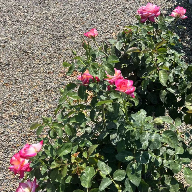 California Dreamin Hybrid Tea Rose - Image 2