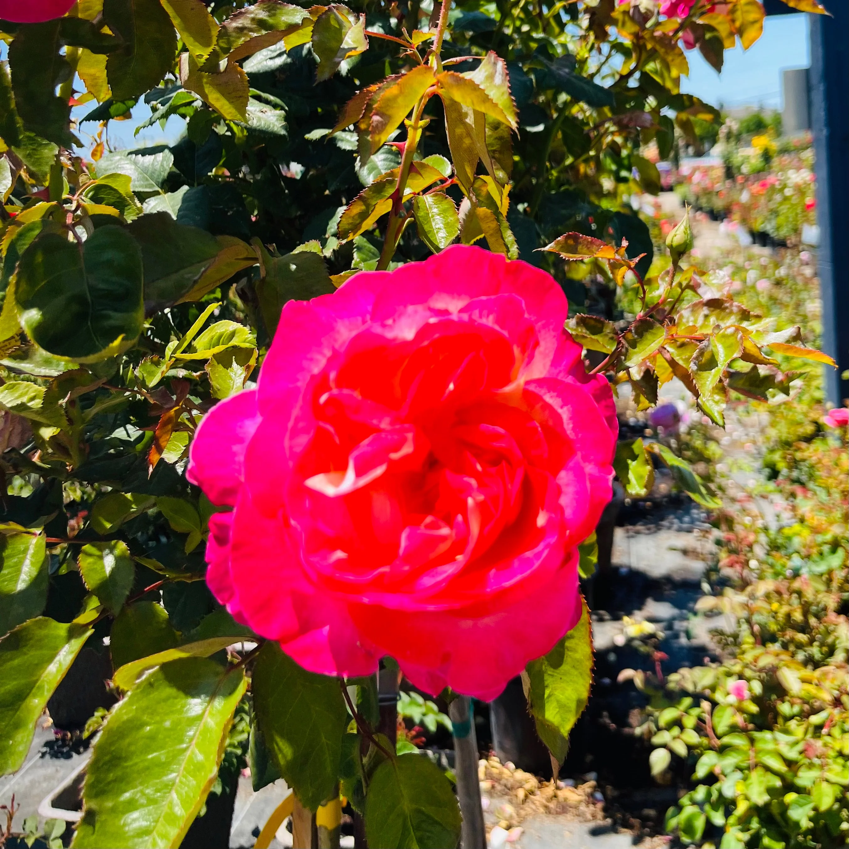 California Dreamin Hybrid Tea Rose - Image 3