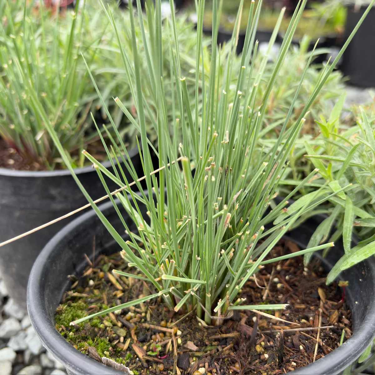 California Fescue - Image 2
