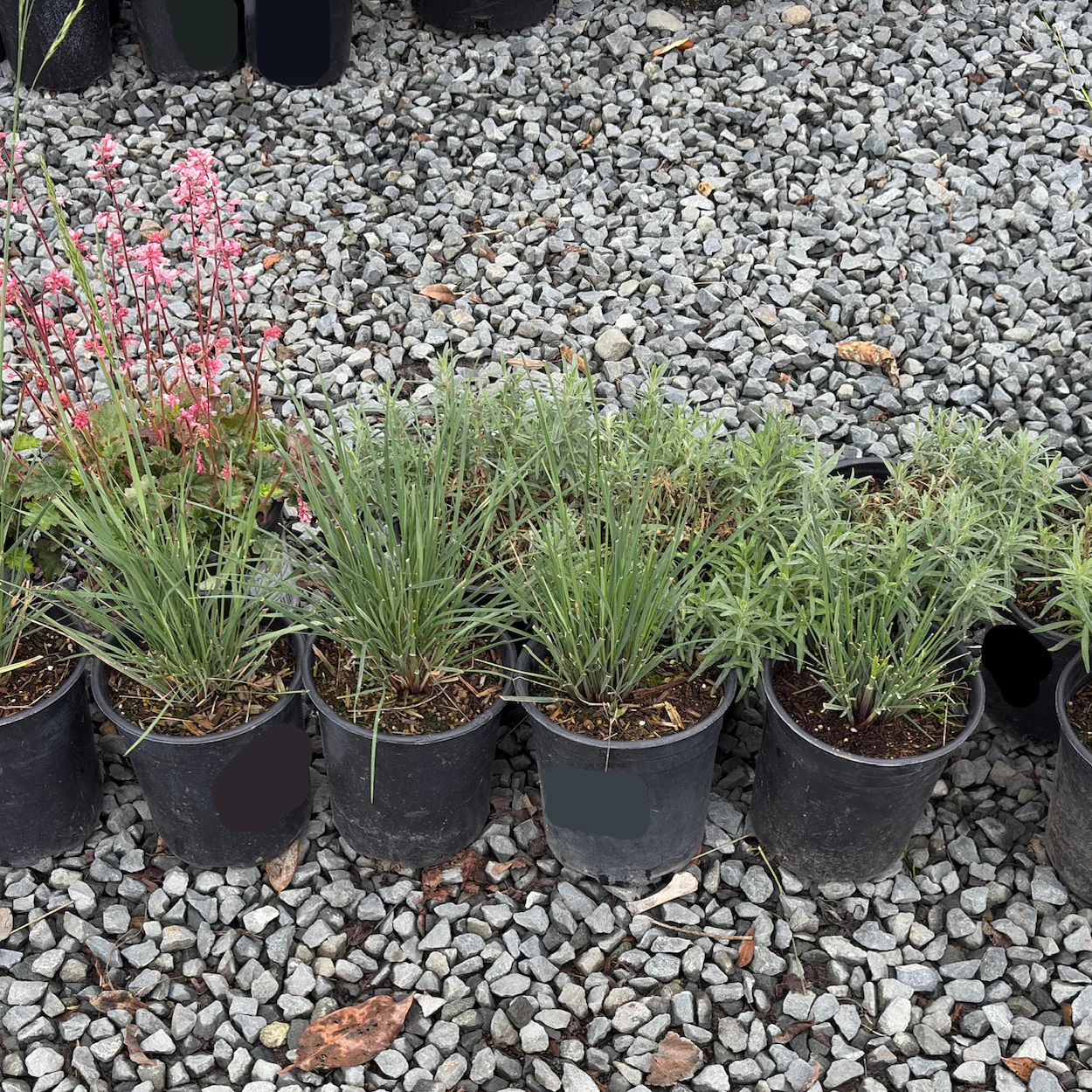 California Fescue - Image 1
