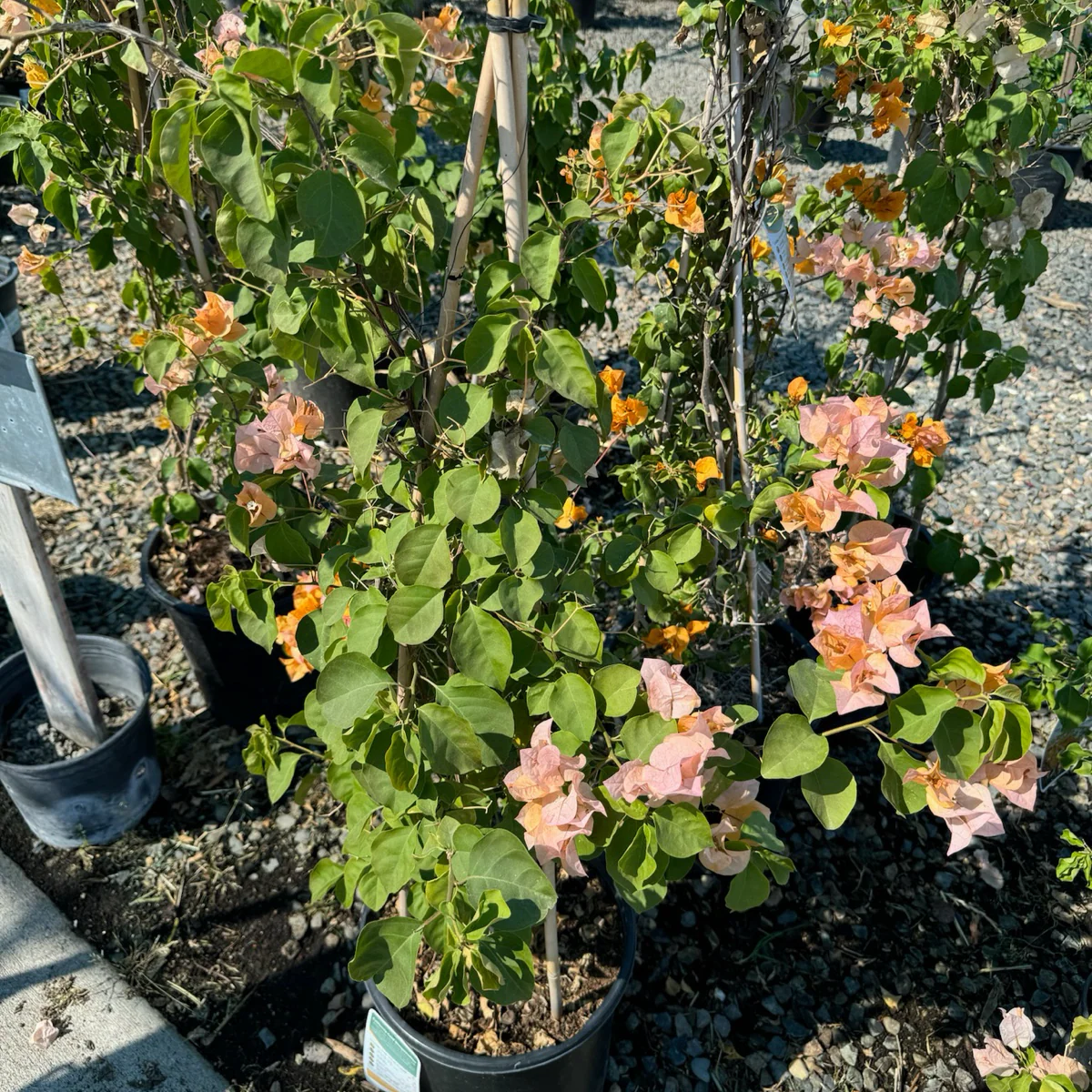 California Gold Bougainvillea - Image 1