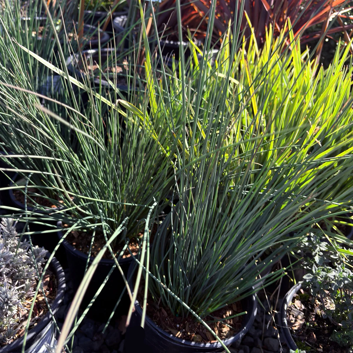 California Gray Rush - Image 1