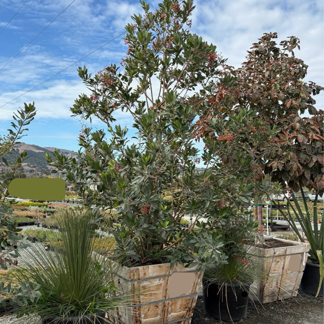 California Holly - Image 2