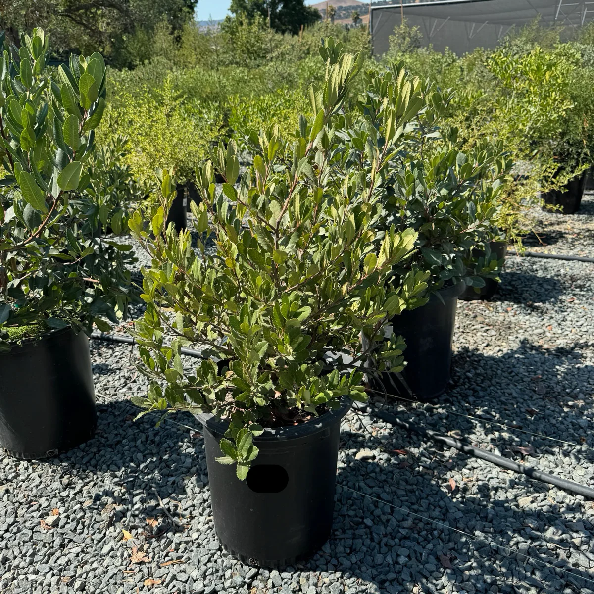 California Holly - Image 1