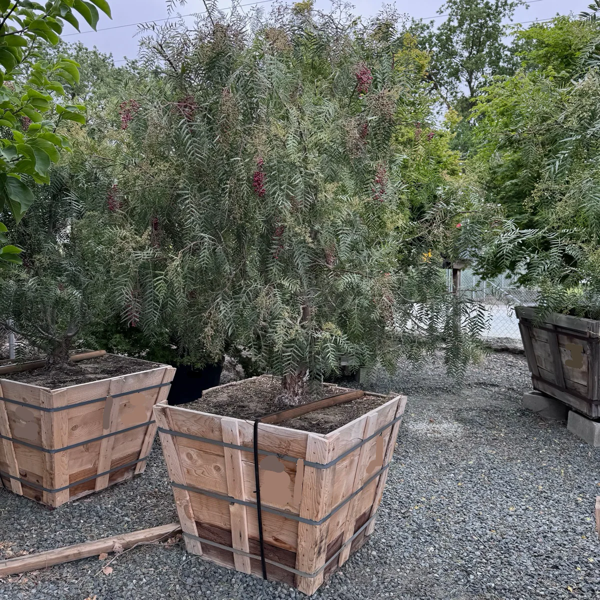 California Pepper Tree