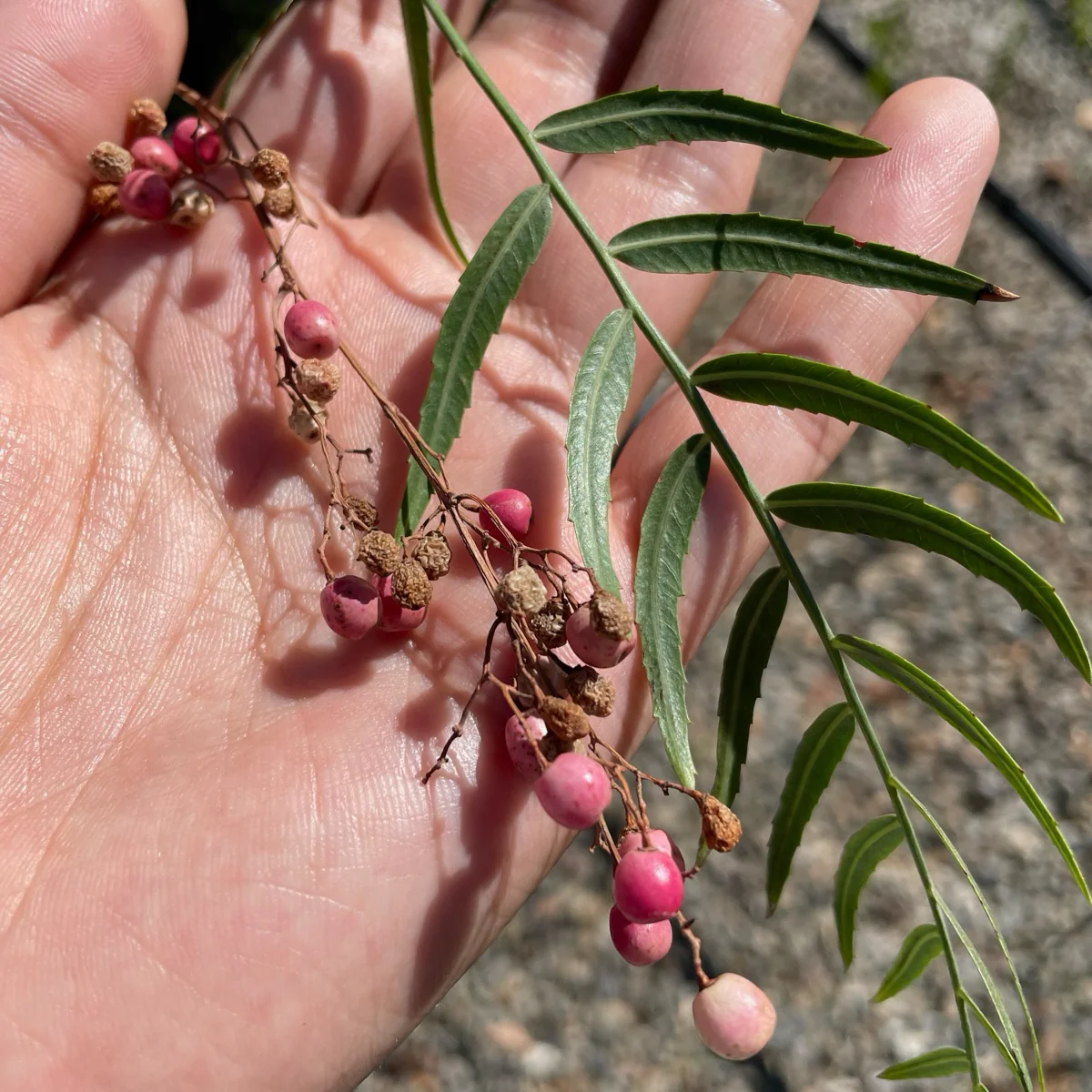 California Pepper Tree - Image 2