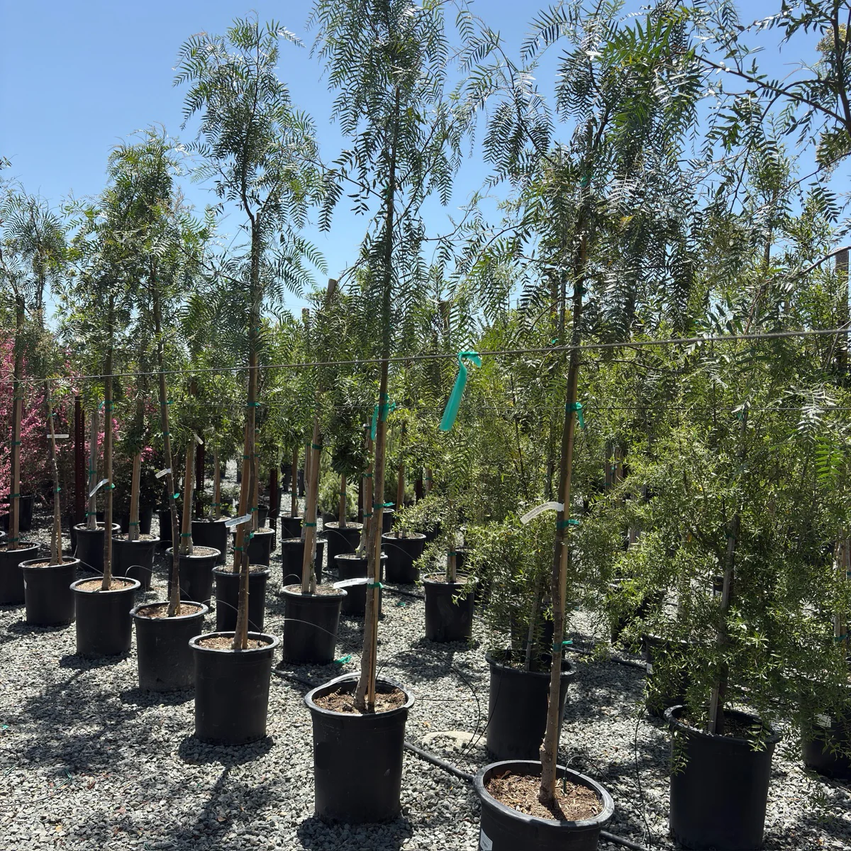 California Pepper Tree - Image 3