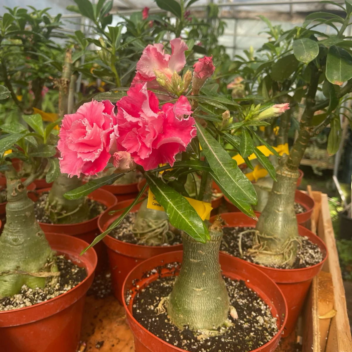 Camellia Desert Rose - Image 1
