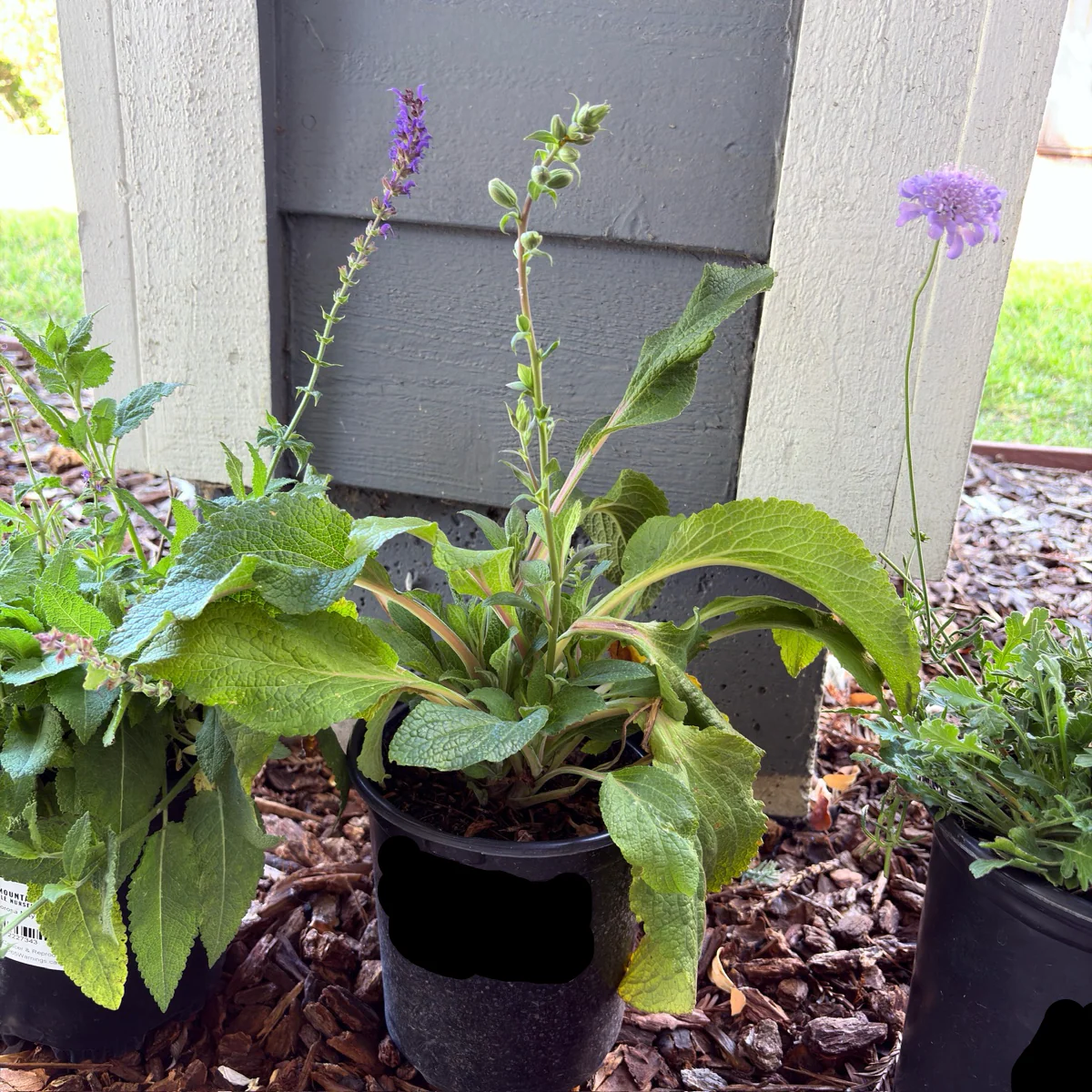 Camelot Lavender Foxglove - Image 2