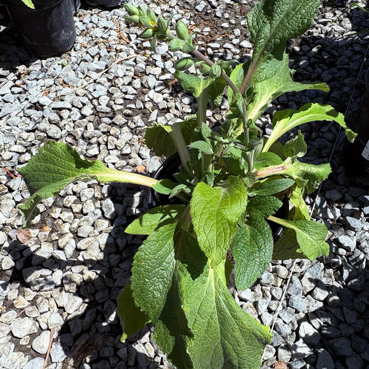 Camelot Lavender Foxglove - Image 3