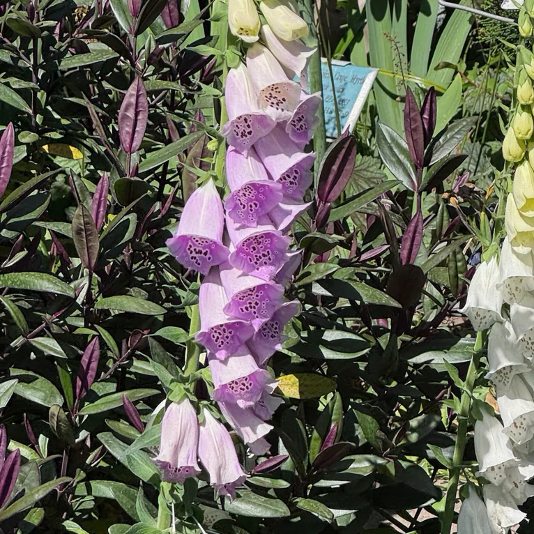 Camelot Lavender Foxglove - Image 1