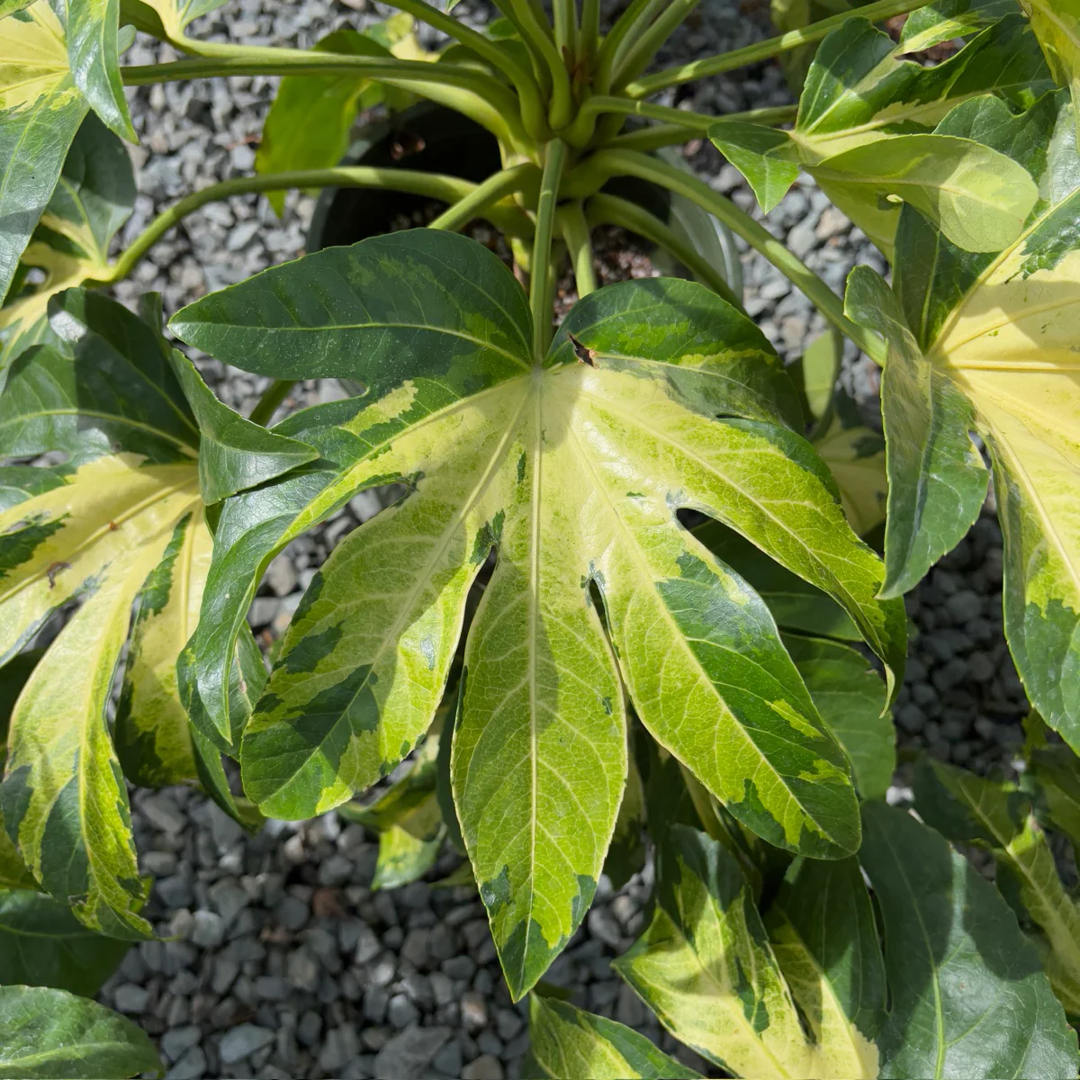 Camouflage Variegated Japanese Aralia - Image 1