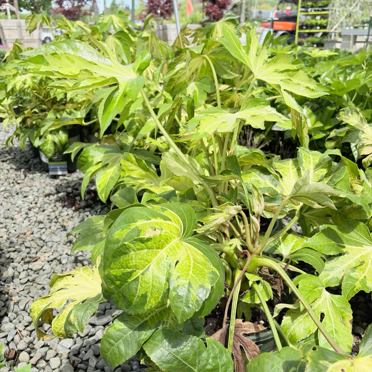 Camouflage Variegated Japanese Aralia - Image 2
