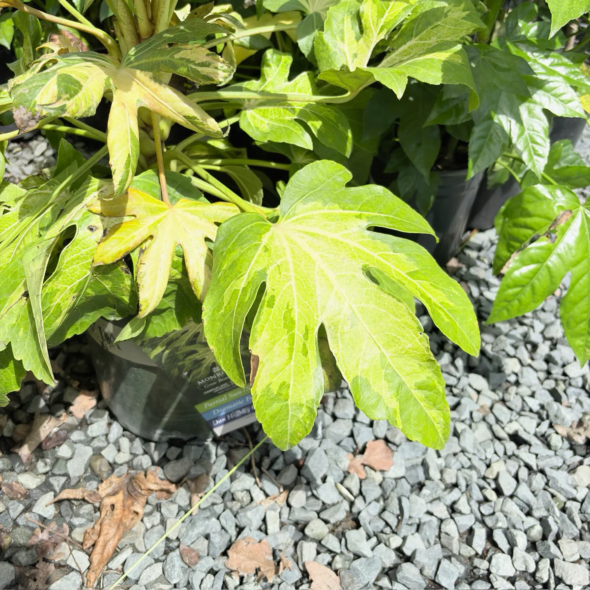 Camouflage Variegated Japanese Aralia - Image 3