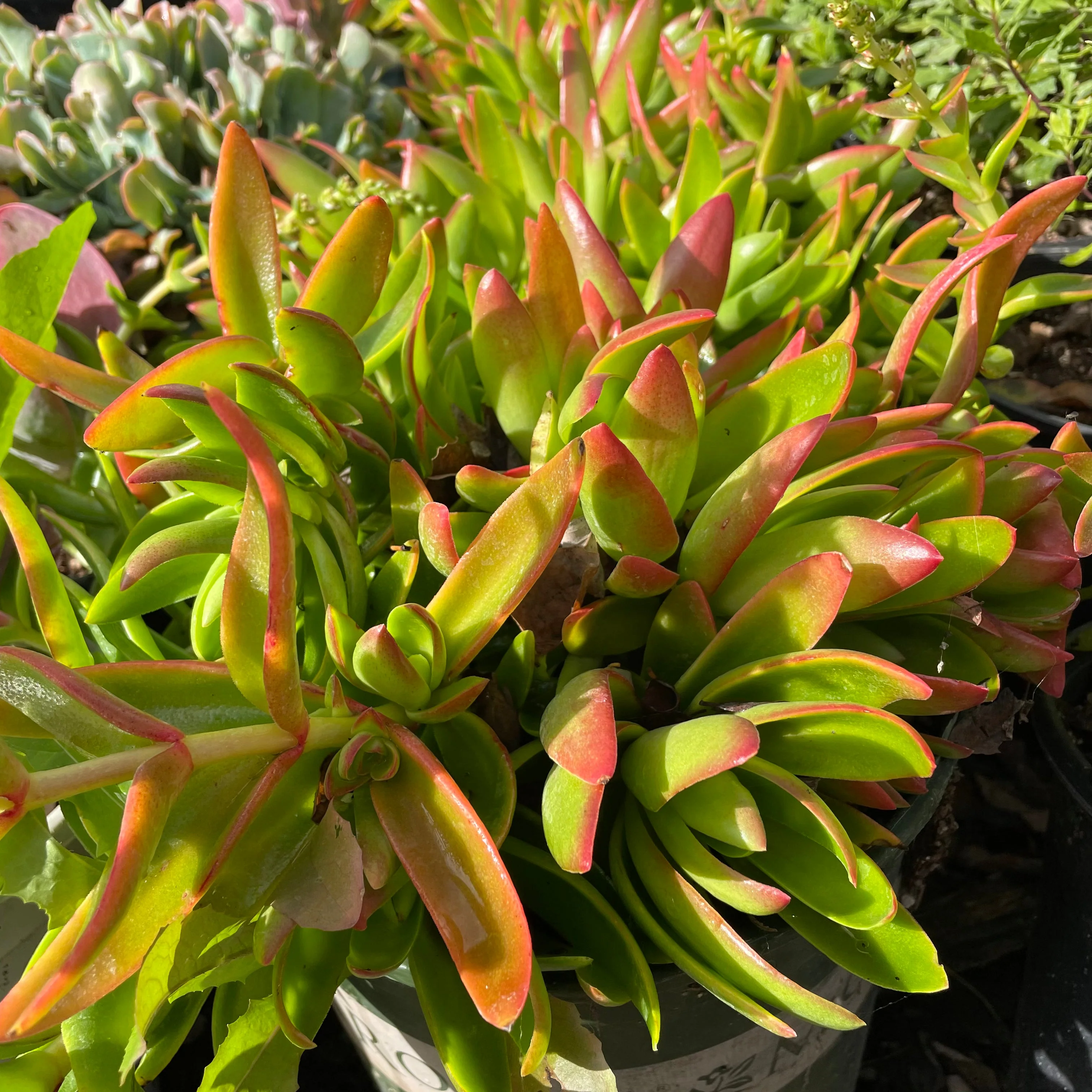 Campfire Crassula - Image 1