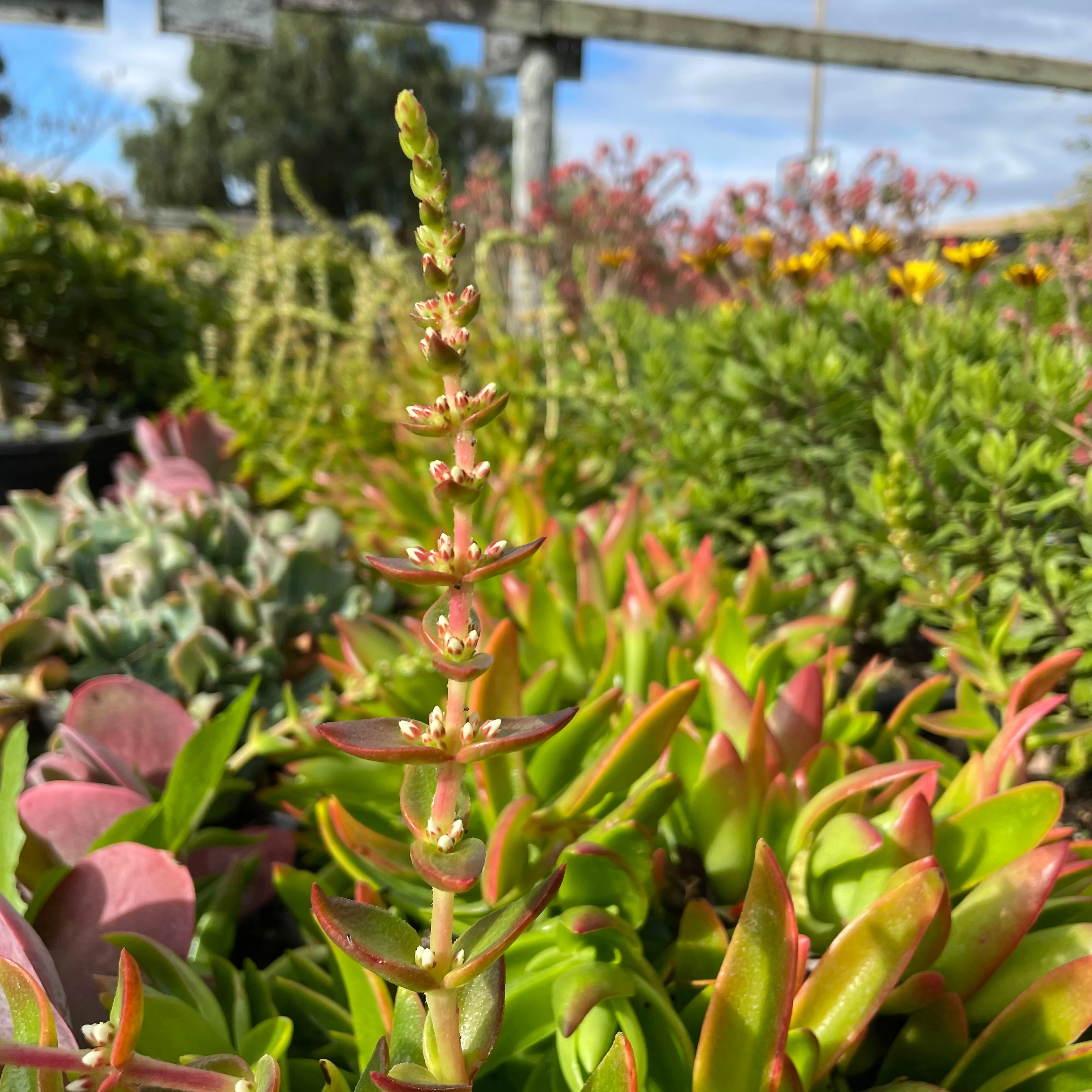 Campfire Crassula - Image 2