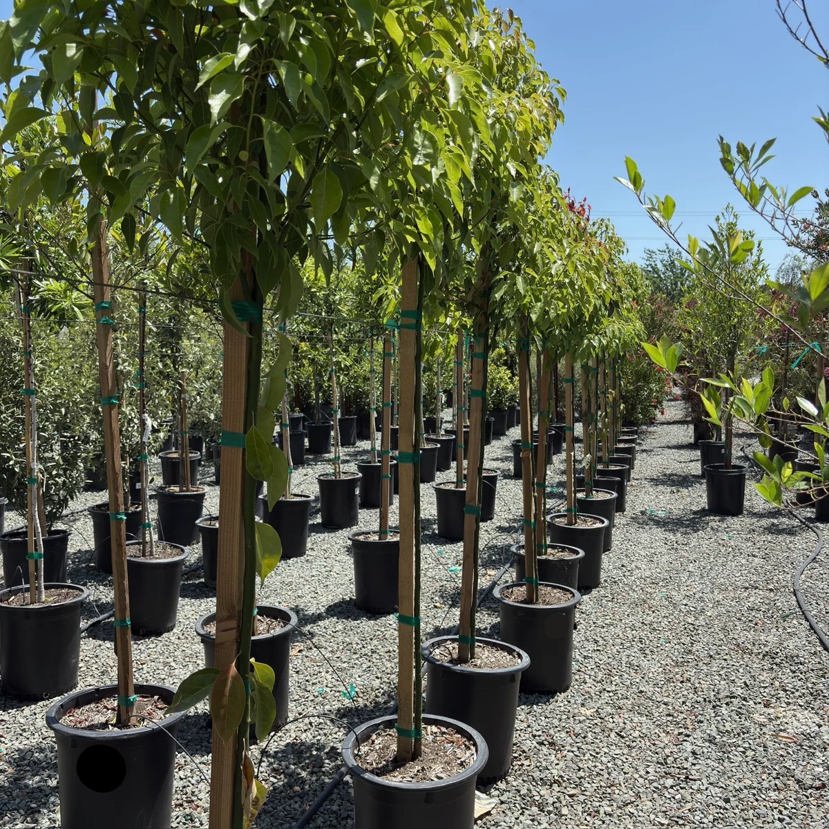 Camphor Tree - Image 2