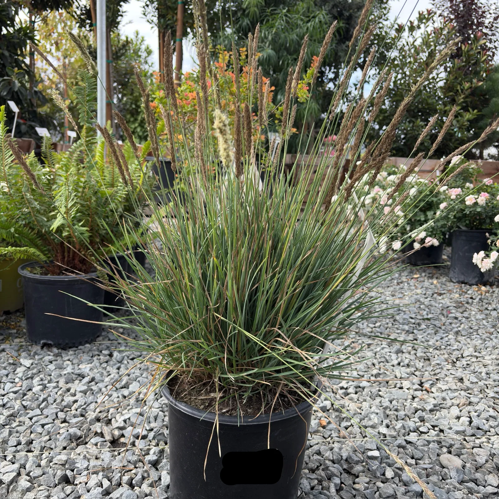 Campo Azul Autumn Moor Grass - Image 2