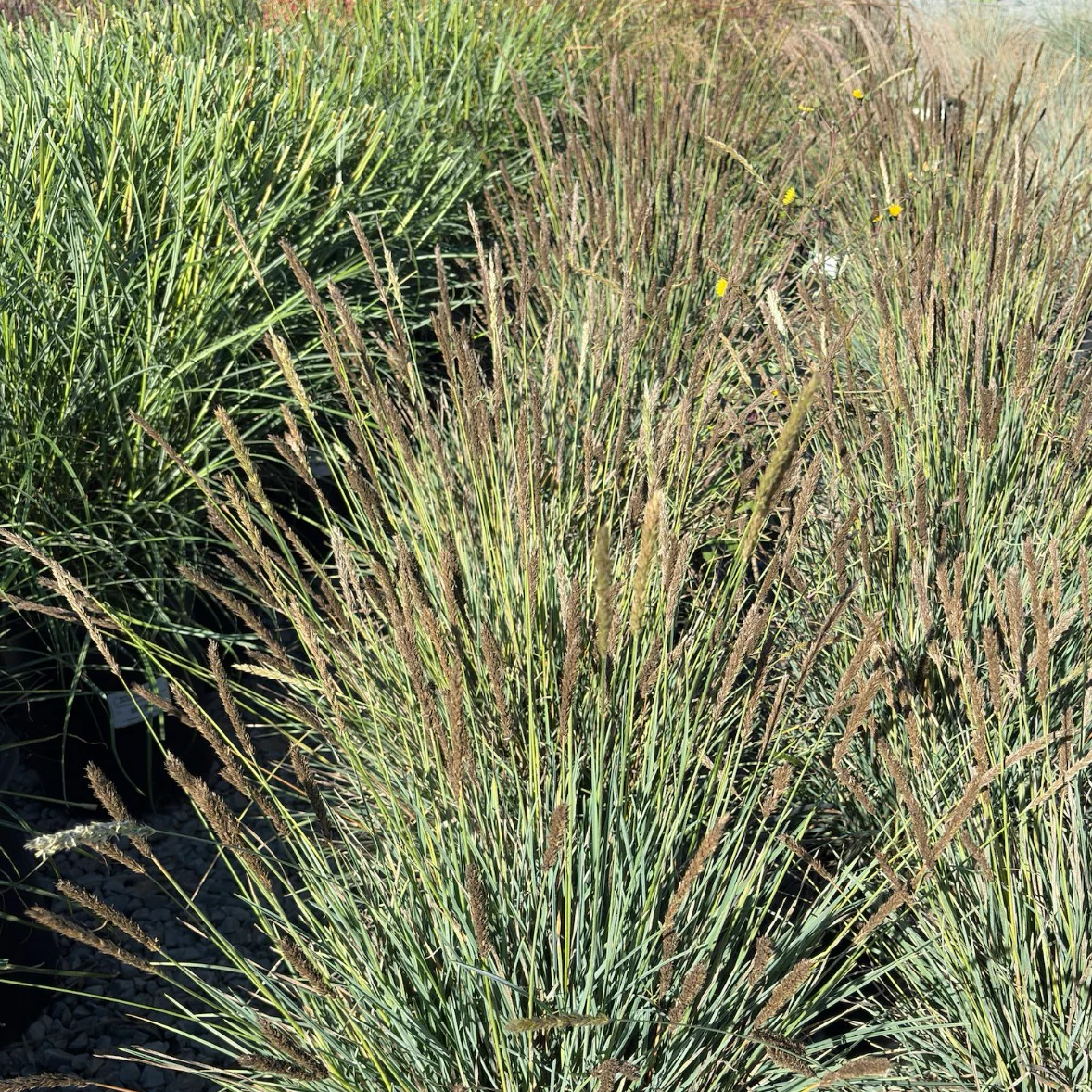Campo Azul Autumn Moor Grass - Image 3