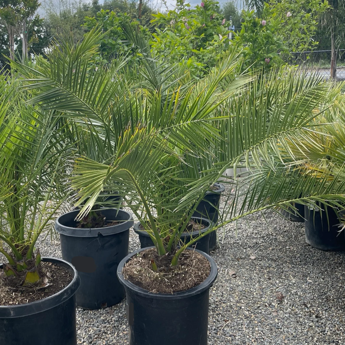 Canary Island Date Palm - Image 1