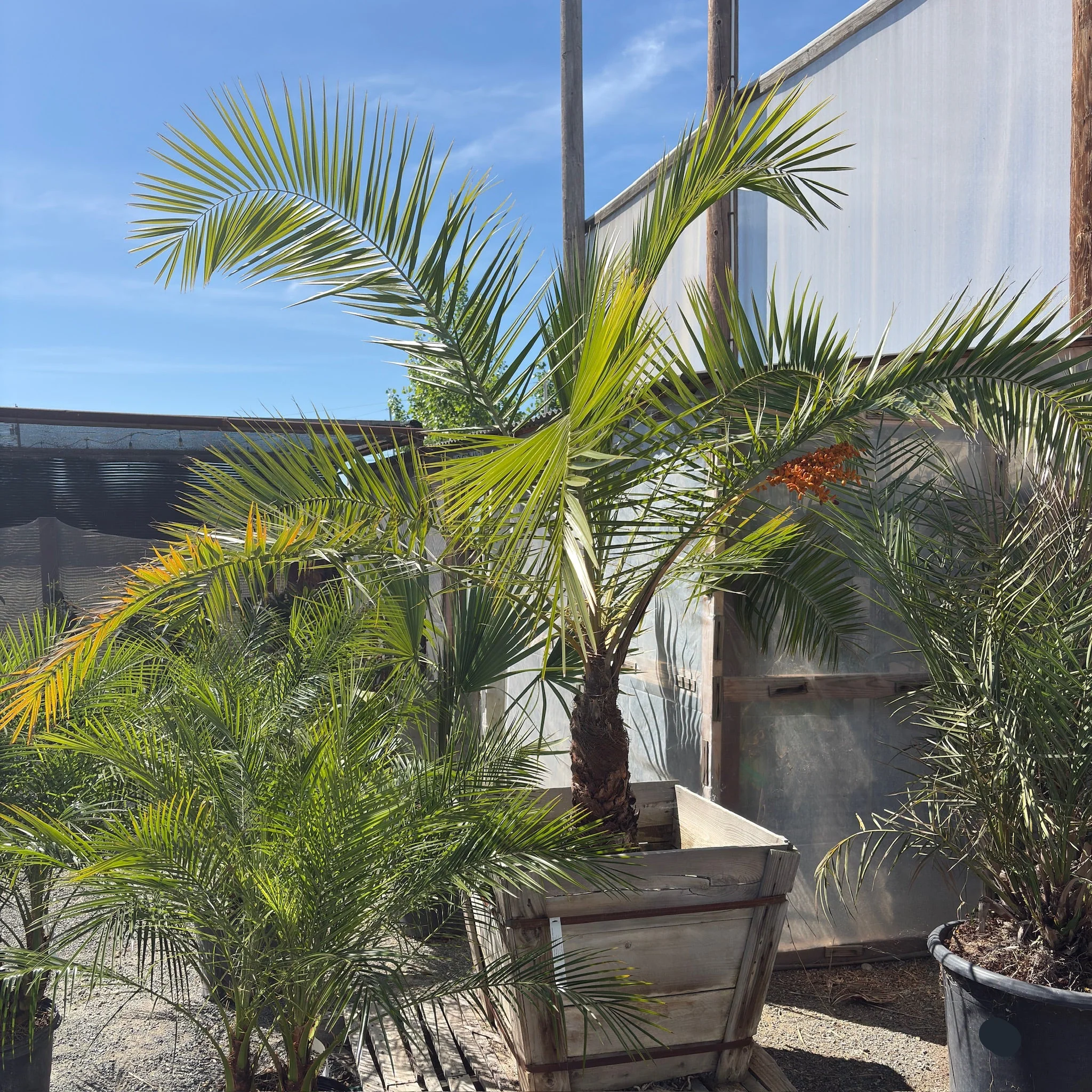 Canary Island Date Palm - Image 2