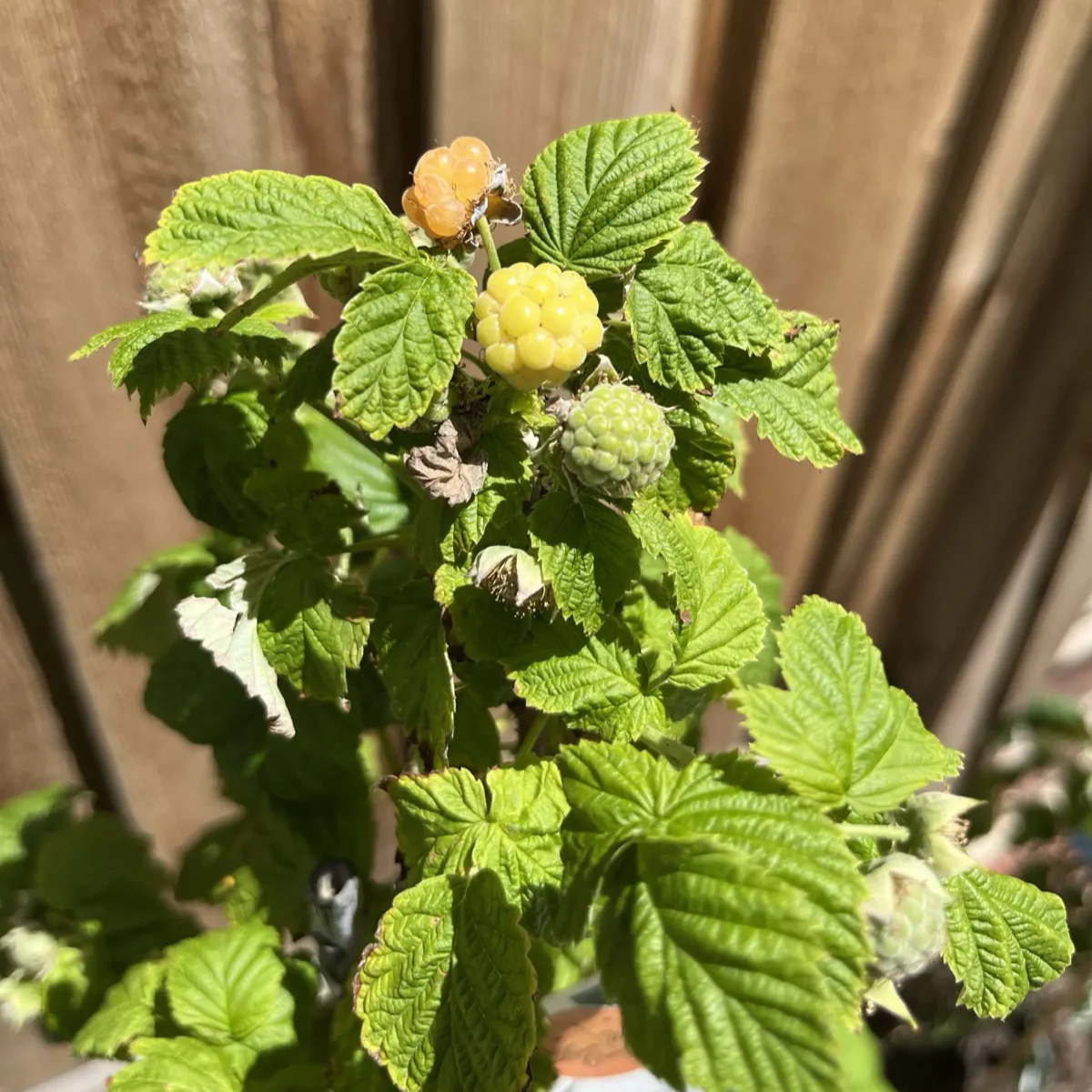 Canby Red Raspberry
