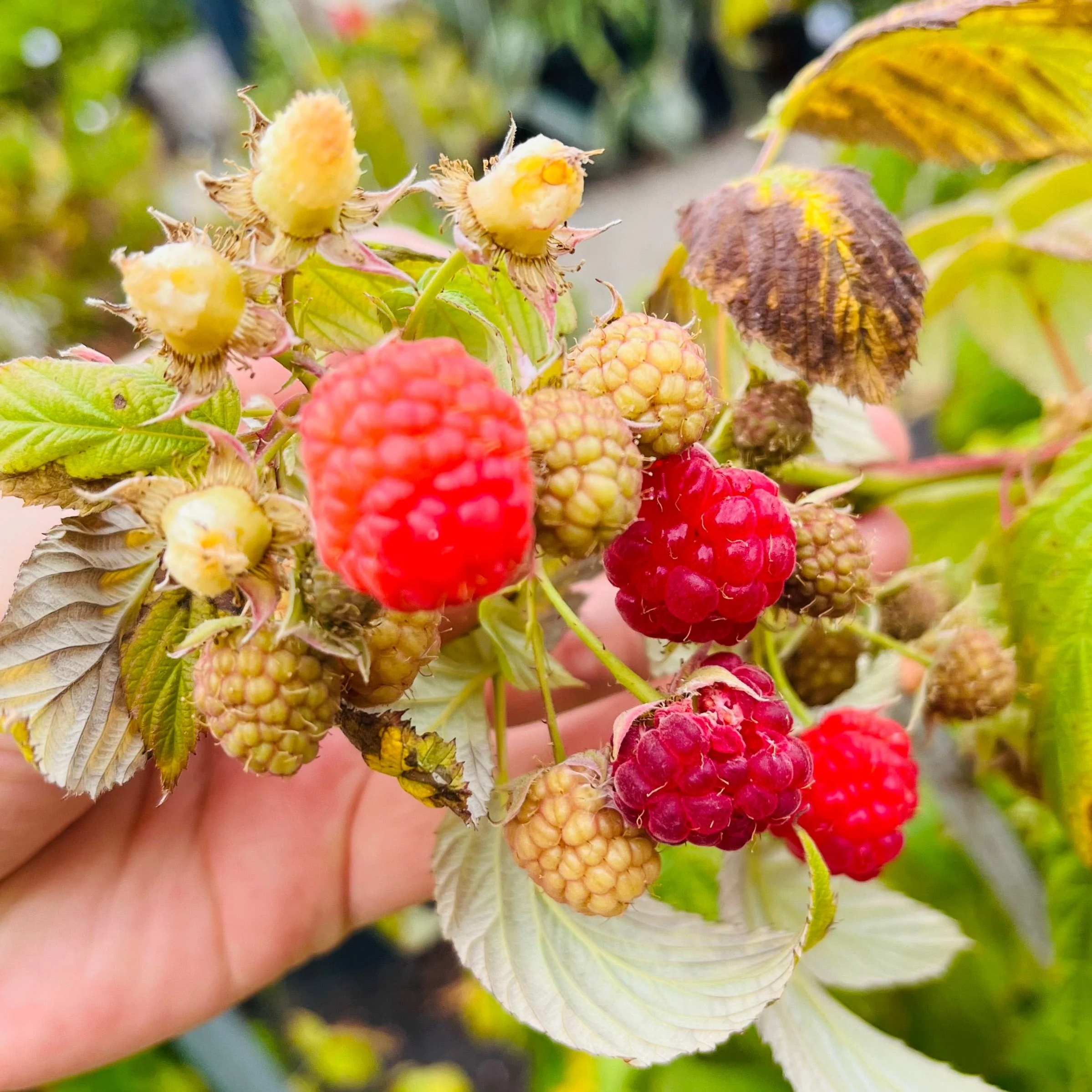 Canby Red Raspberry - Image 3